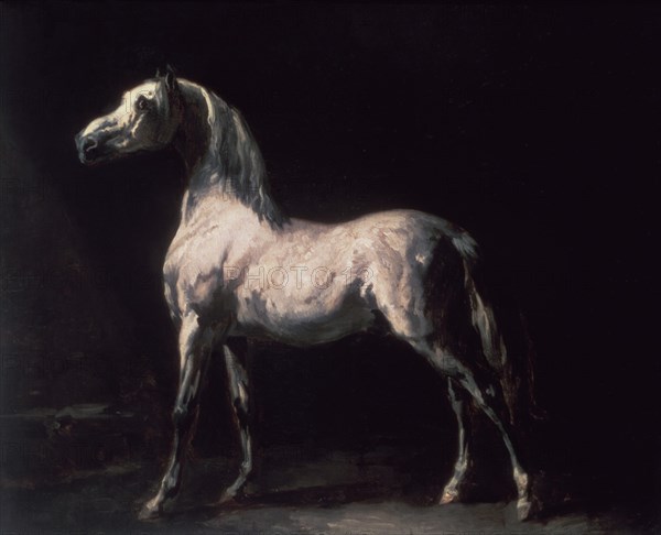 GERICAULT THEODORE 1791/1824
UN CABALLO - S XIX - O/L - 66x82 - ROMANTICISMO FRANCES
DUBLIN,