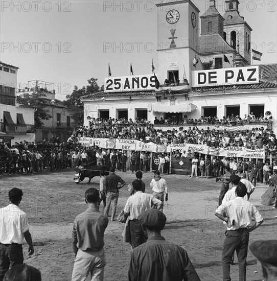 ENCIERRO EN ARGANDA DEL REY - NOVILLO EN LA PLAZA DEL PUEBLO - 1964 - ByN 41361
ARGANDA,