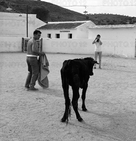 FOTOGRAFO HACIENDO UNA FOTO A UNA VAQUILLA - TENTADERO FRASCUELO - AÑOS 60 - ByN
PROVINCIA,
