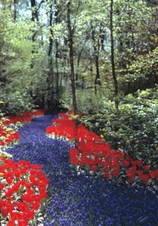 Fleurs dans la forêt, symbolisant le chemin vers l'illumination, la voie du bouddhisme