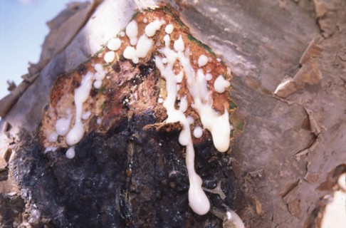 Fabrication of frankincense resin. Sap takes 15 days to harden
Sultanate of Oman