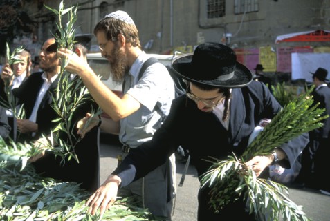 Jews selecting lulav willow branches one of the `four kinds` for the Feast of the Tabernacles Mea