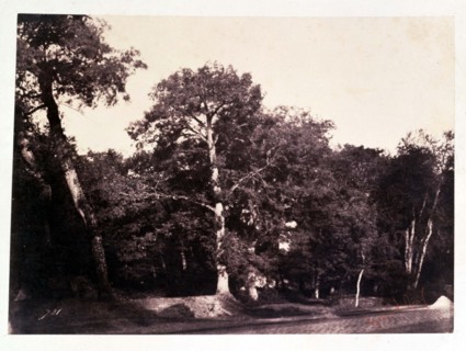 Le Gray Gustave, Beautiful tree at the edge of Fontainebleau forest