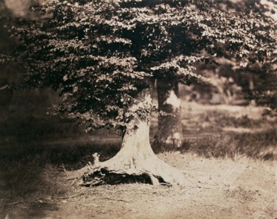 Le Gray Gustave, Beech in the Fontainebleau forest