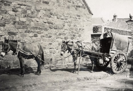 China, horses harnessed, in Peking