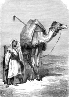 Chamelier du Sinaï