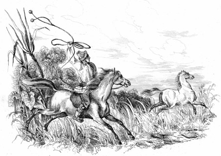 Chasse au cheval sauvage