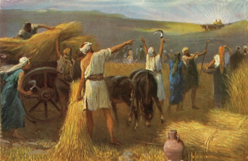 Les récoltes de blé