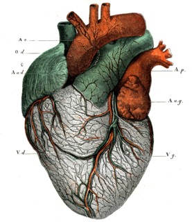 ANATOMIE-Le coeur,face antérieure