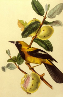 Carob tree branch