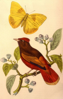 Guianan Red Cotinga