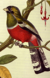 Blue-crowned Trogon