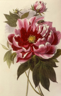 Pivoine double