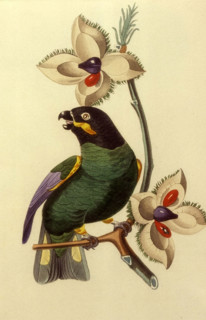 Psittacule Caïca barraband