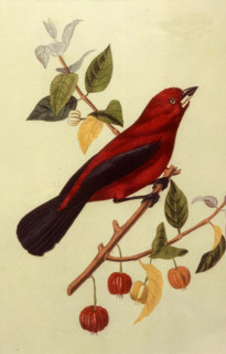 Ramphocèle Scarlatte mâle