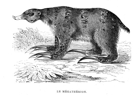 The Megatherion. From " The Universe before mankind " by M. Boitard.
Paris 1863