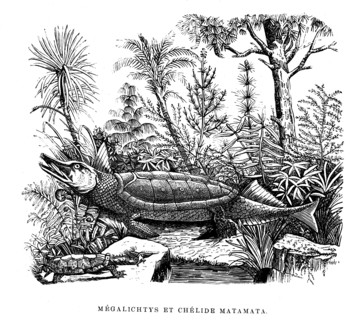 MEGALICHTYS and Chélide Matamata. from artwork " L'Univers avant l' homme " by M. Boitard.Published