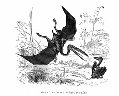 Big and small Pterodactylus. From " The Universe before mankind " artwork
by M. Boitard. Paris