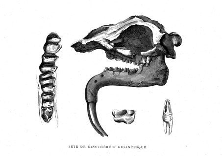 Gigantic Dinotherion head. From " the Universe before mankind " artwork by
M. Boitard, Paris 1863