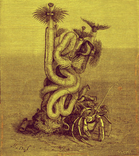 Serpula vermiculata ( Sedentary annelids ) Submarine zoology
1880