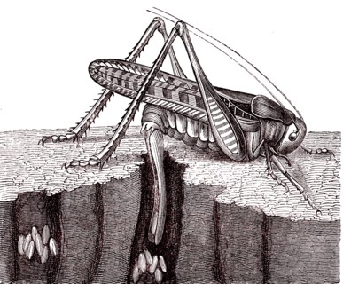 Grasshopper laying eggs.From " Animaux etranges " by Mme Gustave Demou
lin. Paris 1880