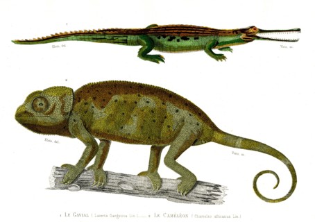 1 ) Lacerta Gangetica             1846
2 ) Chameleo africanus
Planche illustrée parue dans