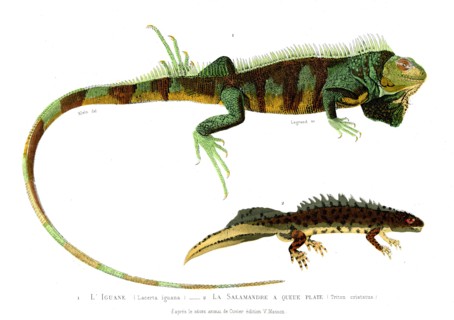 1 ) Lacerta iguana         1846
2 ) Triton cristatus
Planche illustrée parue dans l'ouvrage "Le