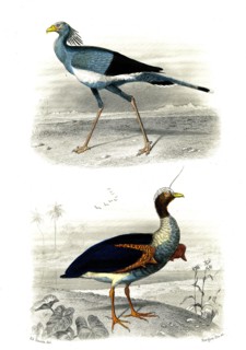 1 ) Le secrétaire       1846
2 ) Le Kamichi
Planche illustrée parue dans l'ouvrage "Le Règne