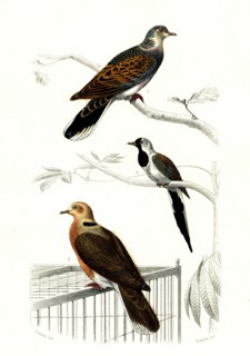 1 ) La tourterelle        1846
2 ) tourtelette
3 ) Tourterelle à collier
Illustration from the