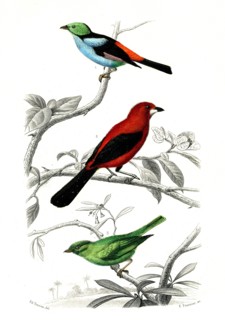 1 ) Le septicolor              1846
2 ) Le Scarlatte
3 ) Le rouverdin
Illustration from the