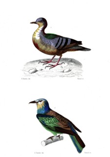 1 ) Coloba cruentata         1846
2 ) Cor viridis  ( Le rollier vert )
Illustration from the