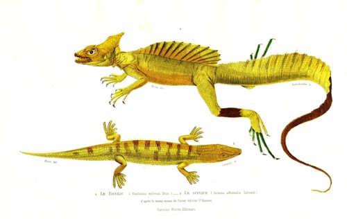 1 ) Basiliscus mitrotus                 1846
2 ) Scincus officinalis
Illustration from the French
