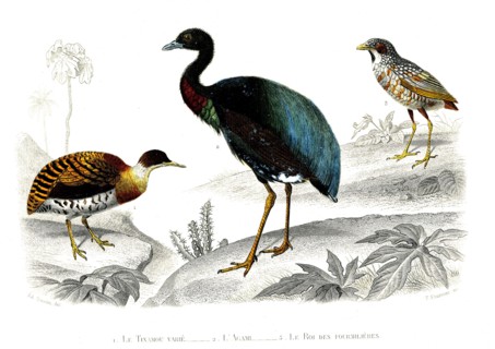 1 ) Le tinamou varié          1846
2 ) L'agami
3 ) Le roi des fourmilières
Planche illustrée