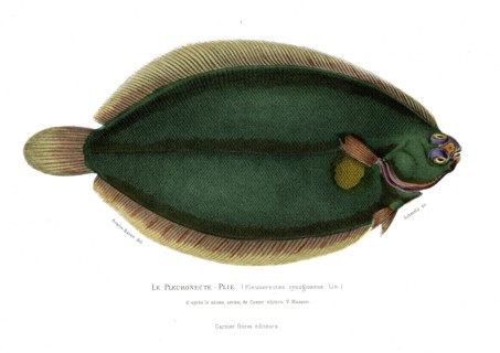 Pleuronectes cynoglossus
1846
Illustration from the French edition of the book "Le Règne Animal"