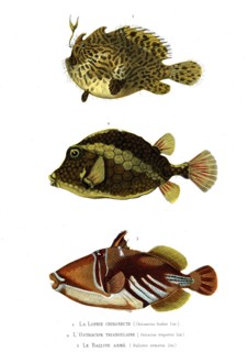 1 ) Chironectes Scaber  ; 1846
2 ) Ostracion triqueter
3 ) Balistes armatus
Illustration from