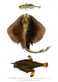 1 ) Cephalacanthus Spinarella        1849
2 ) Raia undulata
3 ) Malthea vespertilia
Illustration
