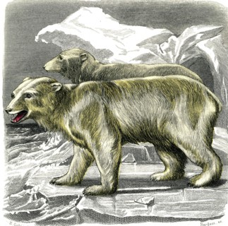 The white bear
1846
Illustration from the French edition of the book "Le Règne Animal" by Georges