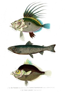 1 ) Zeus Faber                       1846
2 ) Salmo Schiffermulleri
3 ) Capros aper
Illustration