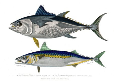 1 ) Thynnus vulgaris
2 ) Scomber Scombrus         1846
Planche illustrée parue dans l'ouvrage "Le