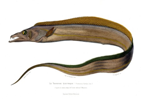 Trichiurus Savala
1846
Illustration from the French edition of the book "Le Règne Animal" by