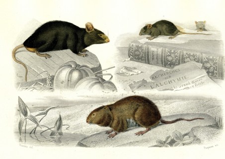 1 ) Le rat     1846
2 ) La souris
3 ) Le rat d'eau
Illustration from the French edition of the
