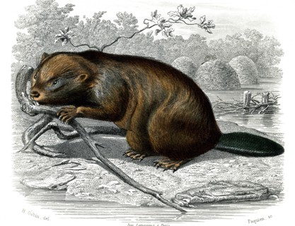 Le castor
1846
Illustration from the French edition of the book "Le Règne Animal" by Georges
