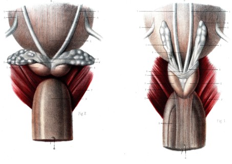 Anatomie de la prostate
Fig 1 : vésicules séminales en place
Fig 2 : vésicules injectées au