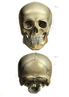 La tête