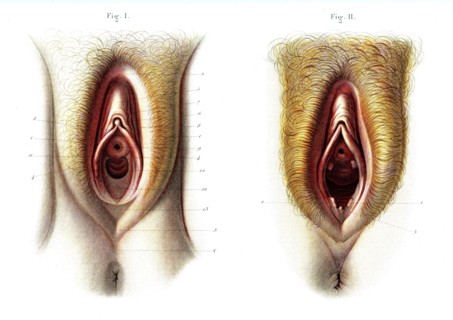Organes génitaux externes de la femme