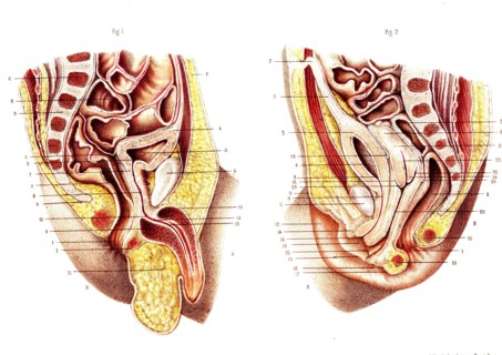 Organes pelviens ( appareil génito-urinaire )