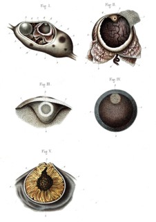 Structure de l'ovaire - 1866