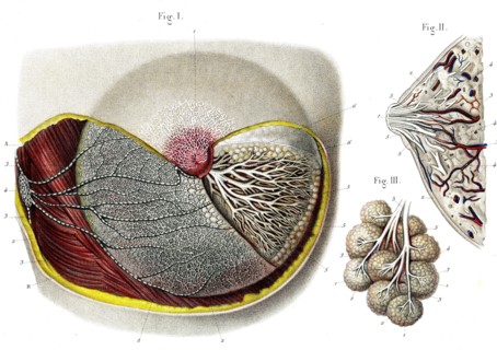 Structure de la mammelle , vaisseaux lymphatiques