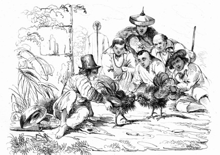 Fighting roosters, Manila, Philippines