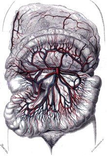 Descriptive anatomy